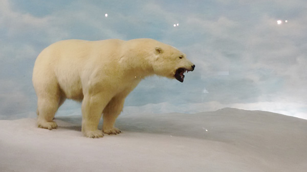oso polar museo historia natural diorama