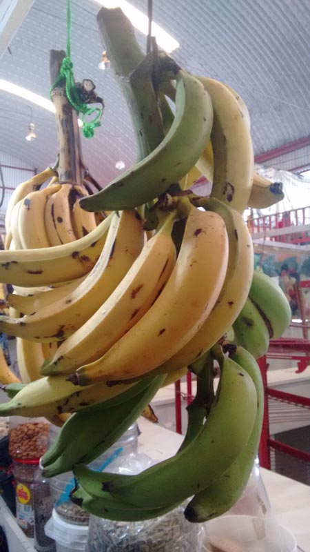 banano 16 2 4