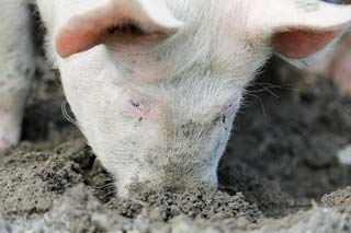 cerdo biogas