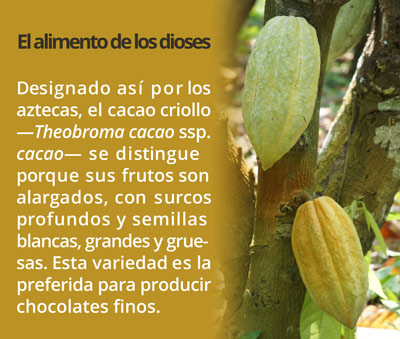 Cacao Criollo1116