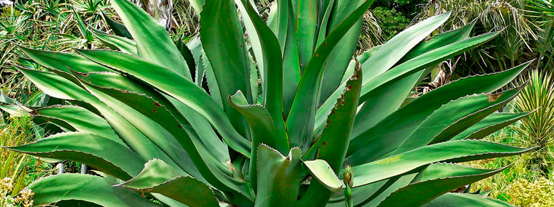 HEAD AGAVE0416 1