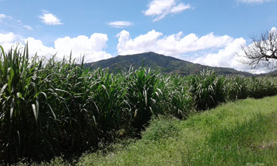 Identifican huella genomica de maices criollos de Nayarit1516