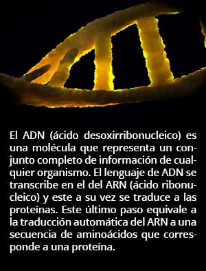 adn