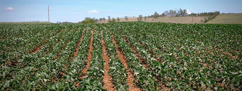 banner cultivo frijoles zacatecas