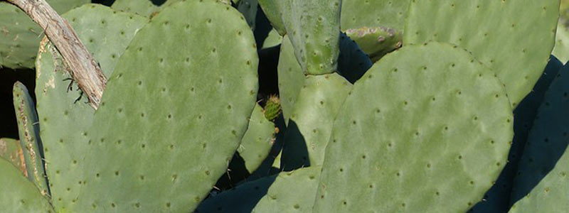 cactus recuadro 615