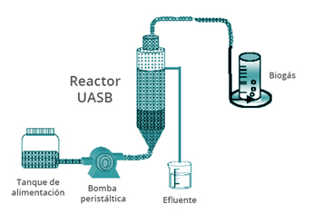 proceso biogas paja frijol
