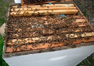 apicultura madera01