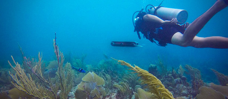 banner robotica submanira corales